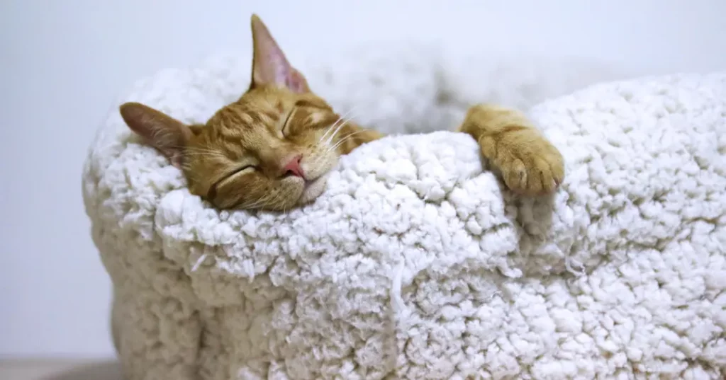 更眠期失眠對健康的影響
